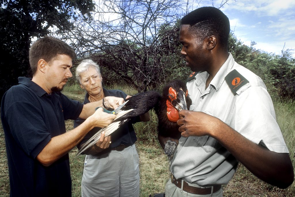Ann Turner (mid), Founder of the Project, with two other scientists are looking after one of the birds.