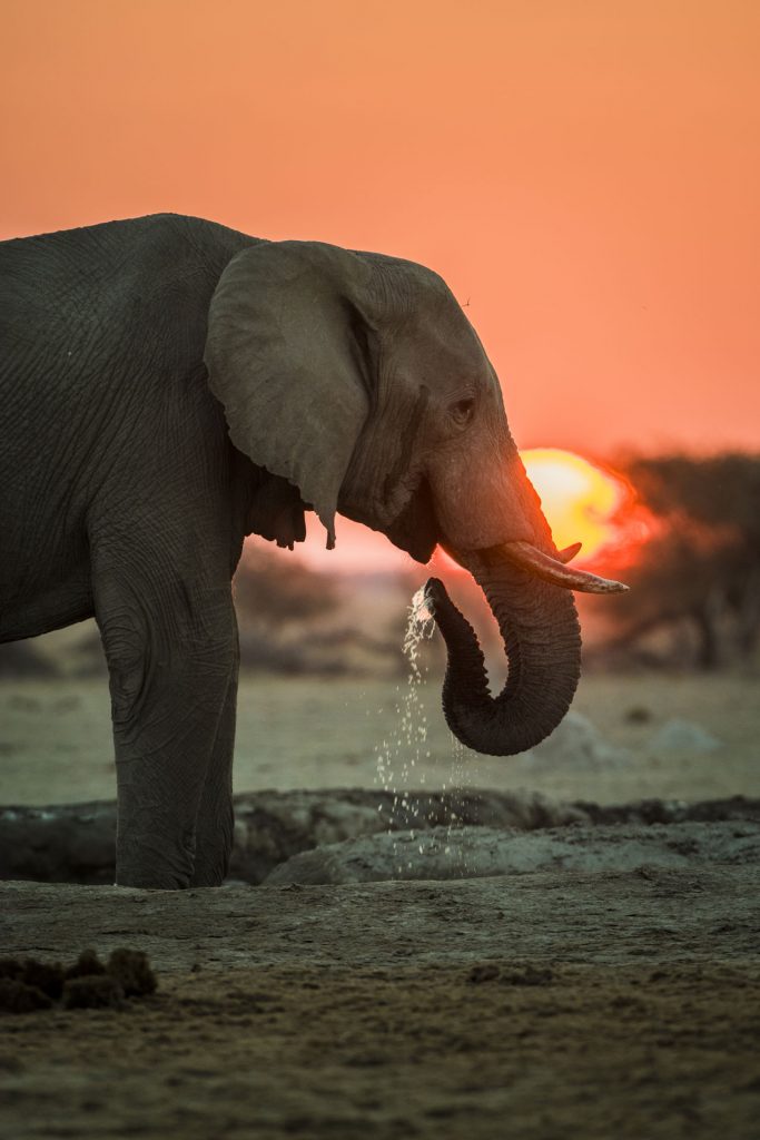 Elefant an einem Wasserloch